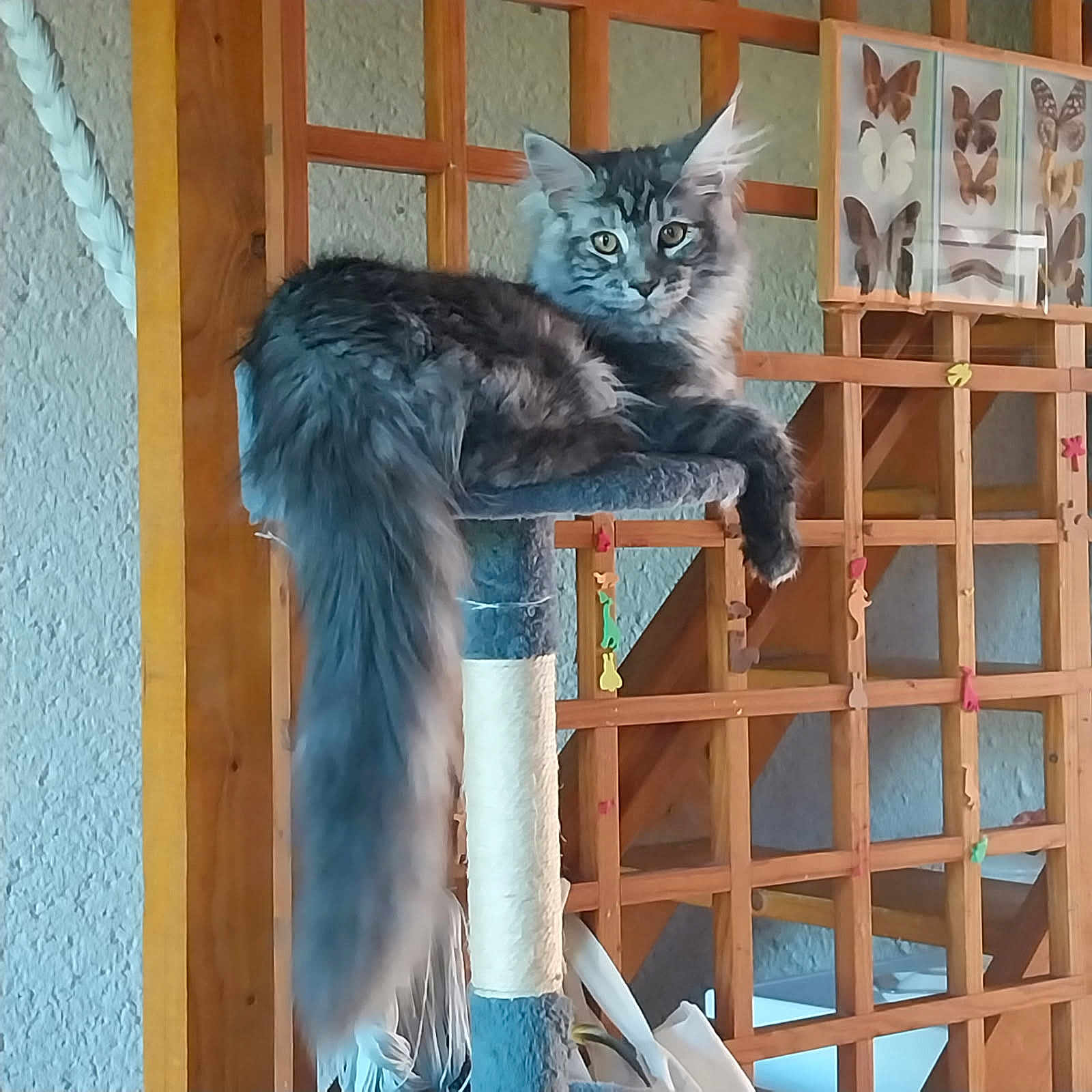 Wake Up participe au concours pour gagner de l'argent avec cette photo : abyssinian, angora, animal, bookcase, cat, closet, cupboard, den, egyptiancat, furniture, hardwood, indoors, interiordesign, kitten, manx, pet, plywood, shelf, stainedwood, wood