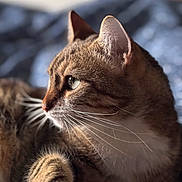 Twix participe au concours pour gagner de l'argent avec cette photo : cat, tabby_cat, close_up, portrait, whiskers, feline, pet, animal, fur, ears, eyes, indoor, resting, soft_light, blue_background, patterned_surface, relaxed, domestic_cat, mammal, cute