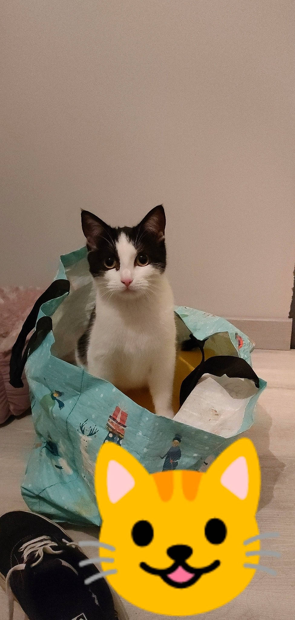 Gaya participe au concours pour gagner de l'argent avec cette photo : baby_products, box, cardboard, carmine, carnivore, carton, cat, cat_supply, comfort, domestic_short_haired_cat, felidae, linens, packaging_and_labeling, paper_product, paw, pet_supply, small_to_medium_sized_cats, tail, toy, whiskers