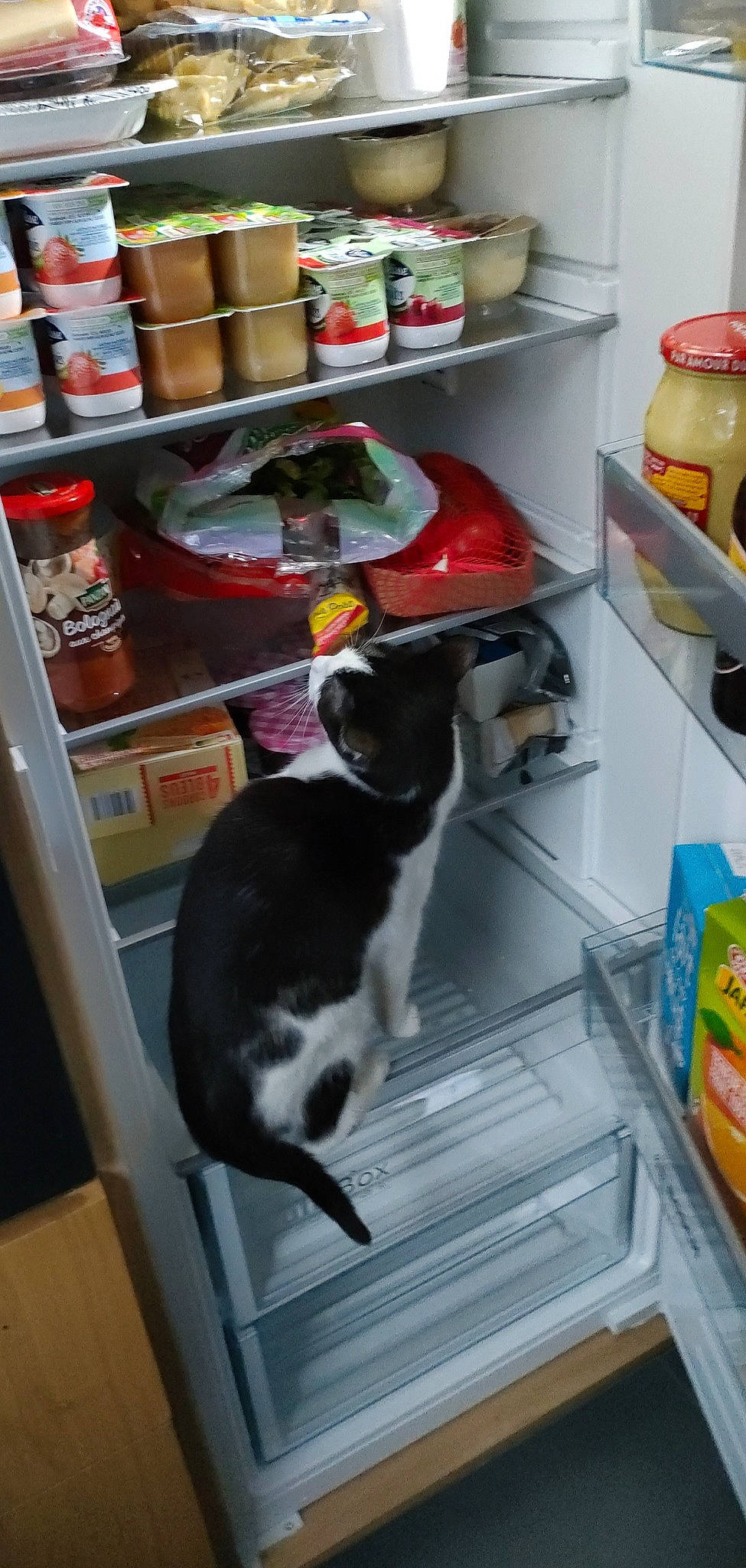 Gaya a rejoint le concours — aidez-le/la à gagner de superbes lots ! carnivore, cat, felidae, floor, flooring, food_storage, food_storage_containers, gas, home_appliance, kitchen, kitchen_appliance, major_appliance, refrigerator, retail, room, shelf, shelving, small_to_medium_sized_cats, tail, whiskers