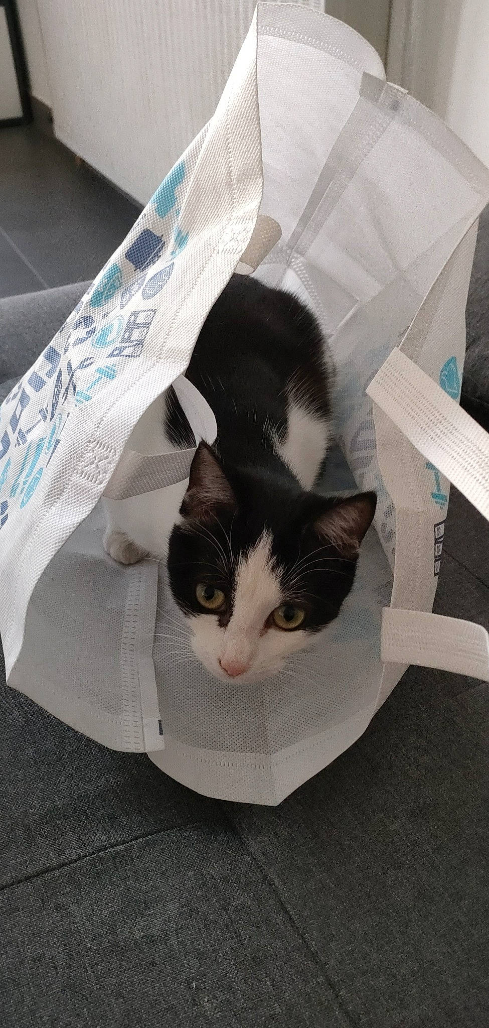 Gaya participe au concours pour gagner de l'argent avec cette photo : box, cardboard, carnivore, cat, comfort, domestic_short_haired_cat, felidae, formal_wear, fur, linens, packaging_and_labeling, paper, paper_product, paw, pet_supply, sitting, small_to_medium_sized_cats, tail, whiskers