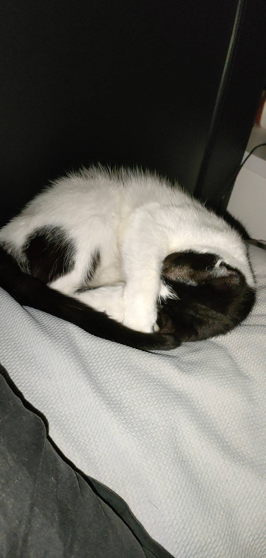 Gaya participe au concours pour gagner de l'argent avec cette photo : canidae, carnivore, cat, claw, comfort, dog_breed, domestic_short_haired_cat, felidae, fur, grey, monochrome_photography, nap, paw, sleep, small_to_medium_sized_cats, snout, sporting_group, tail, whiskers