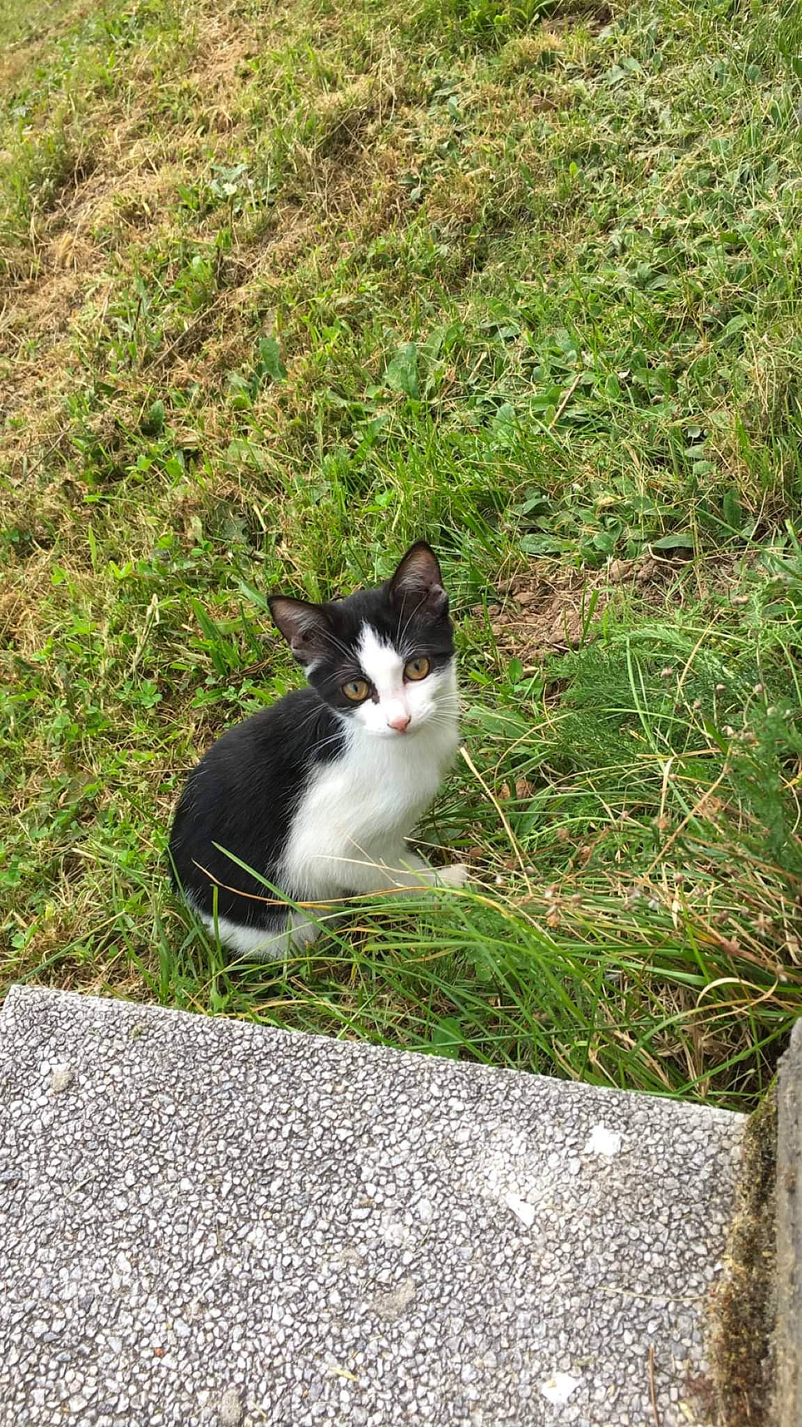 Gaya a rejoint le concours — aidez-le/la à gagner de superbes lots ! asphalt, carnivore, cat, domestic_short_haired_cat, eye, felidae, fur, grass, groundcover, lawn, plant, road_surface, sidewalk, sitting, small_to_medium_sized_cats, snout, soil, tail, tree, whiskers
