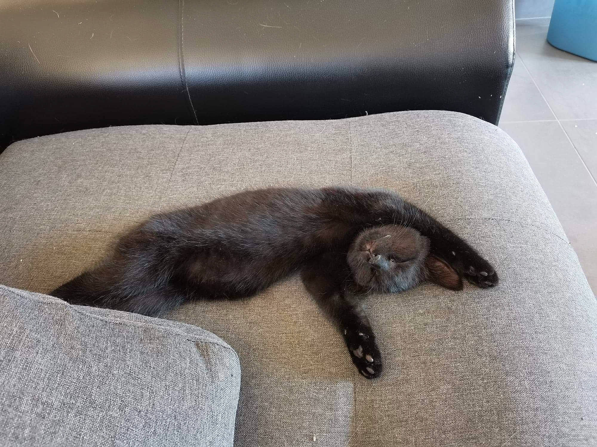 Zorro a rejoint le concours — aidez-le/la à gagner de superbes lots ! black_cat, canidae, carnivore, cat, claw, comfort, couch, dog_breed, domestic_short_haired_cat, fawn, felidae, flooring, fur, grey, liver, small_to_medium_sized_cats, sporting_group, tail, terrestrial_animal, whiskers