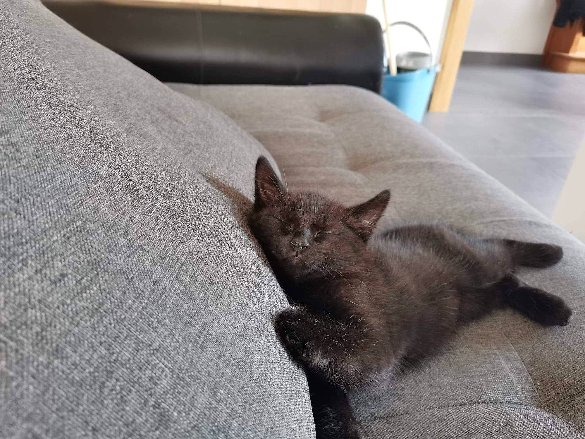 Zorro a rejoint le concours — aidez-le/la à gagner de superbes lots ! black_cat, carnivore, cat, comfort, domestic_short_haired_cat, fawn, felidae, floor, flooring, fur, grey, hardwood, linens, russian_blue, small_to_medium_sized_cats, snout, tail, whiskers, window, wood