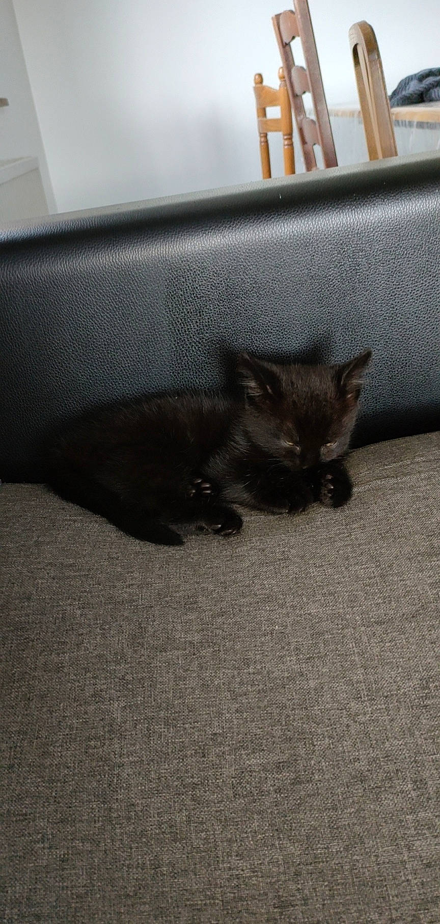 Zorro a rejoint le concours — aidez-le/la à gagner de superbes lots ! carnivore, cat, claw, comfort, couch, dog_breed, domestic_short_haired_cat, fawn, felidae, floor, flooring, fur, grey, paw, small_to_medium_sized_cats, snout, tail, terrestrial_animal, whiskers, wood