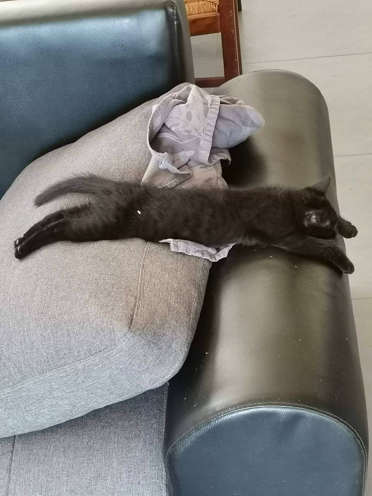 Zorro participe au concours pour gagner de l'argent avec cette photo : armrest, auto_part, boot, chair, comfort, couch, felidae, flooring, foot, furniture, grey, human_leg, knee, leather, leg, linens, room, shoe, tail, thigh