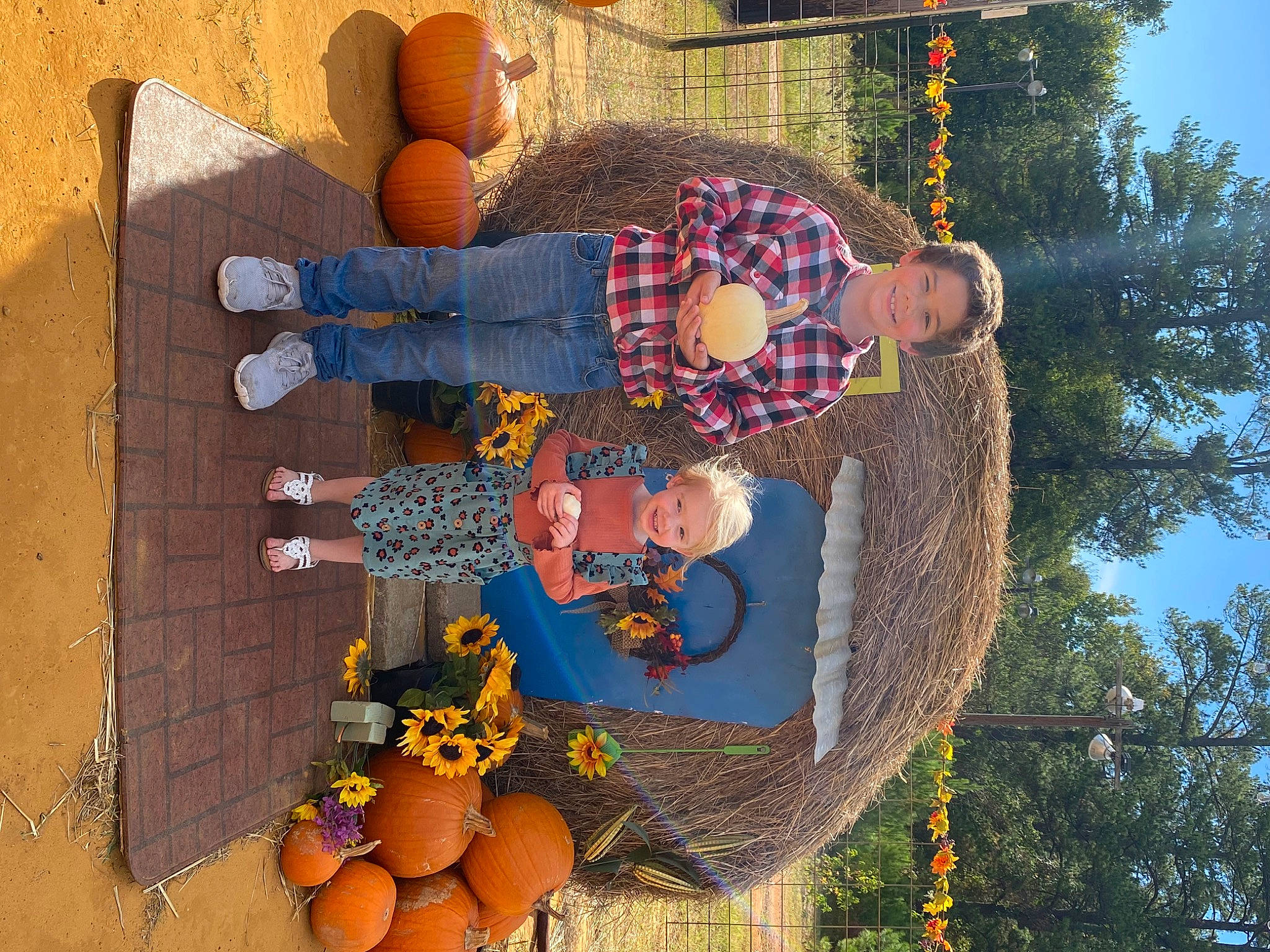 Raven joined the competition — help win amazing prizes! bitter_orange, citrus, flooring, food, fruit, fun, joy, leisure, mandarin_orange, natural_foods, orange, pattern, person, plant, pole, rangpur, sky, tangerine, tree, valencia_orange