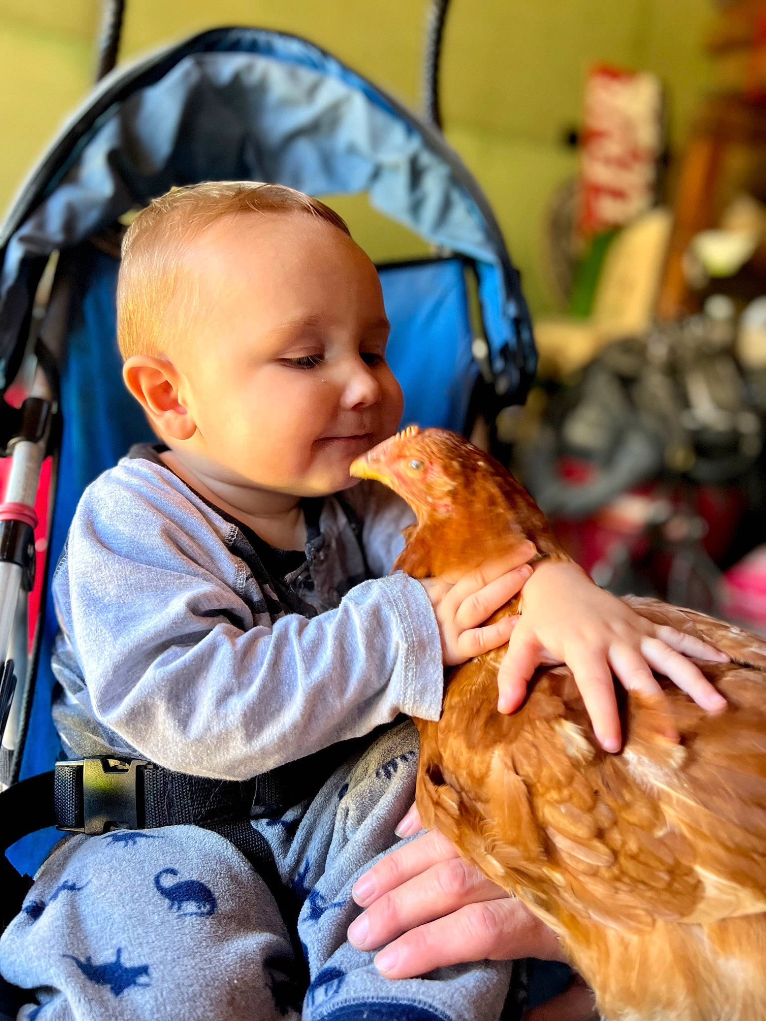 Hunter joined the competition — help win amazing prizes! baby, baby_carriage, baby_products, baby_toddler_clothing, chair, child, comfort, companion_dog, dog_breed, eye, fun, fur, hairstyle, happy, lap, orange, person, sitting, skin, sporting_group