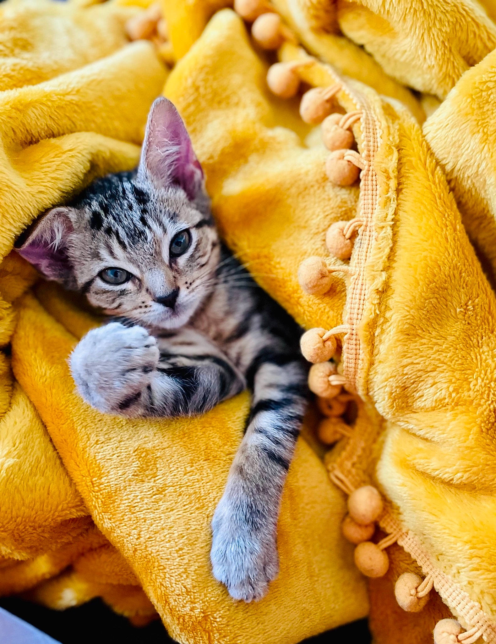 Olive joined the competition — help win amazing prizes! carnivore, cat, claw, close_up, comfort, domestic_short_haired_cat, fawn, felidae, fur, linens, mammal, paw, small_to_medium_sized_cats, snout, tail, terrestrial_animal, textile, vertebrate, whiskers, wildlife