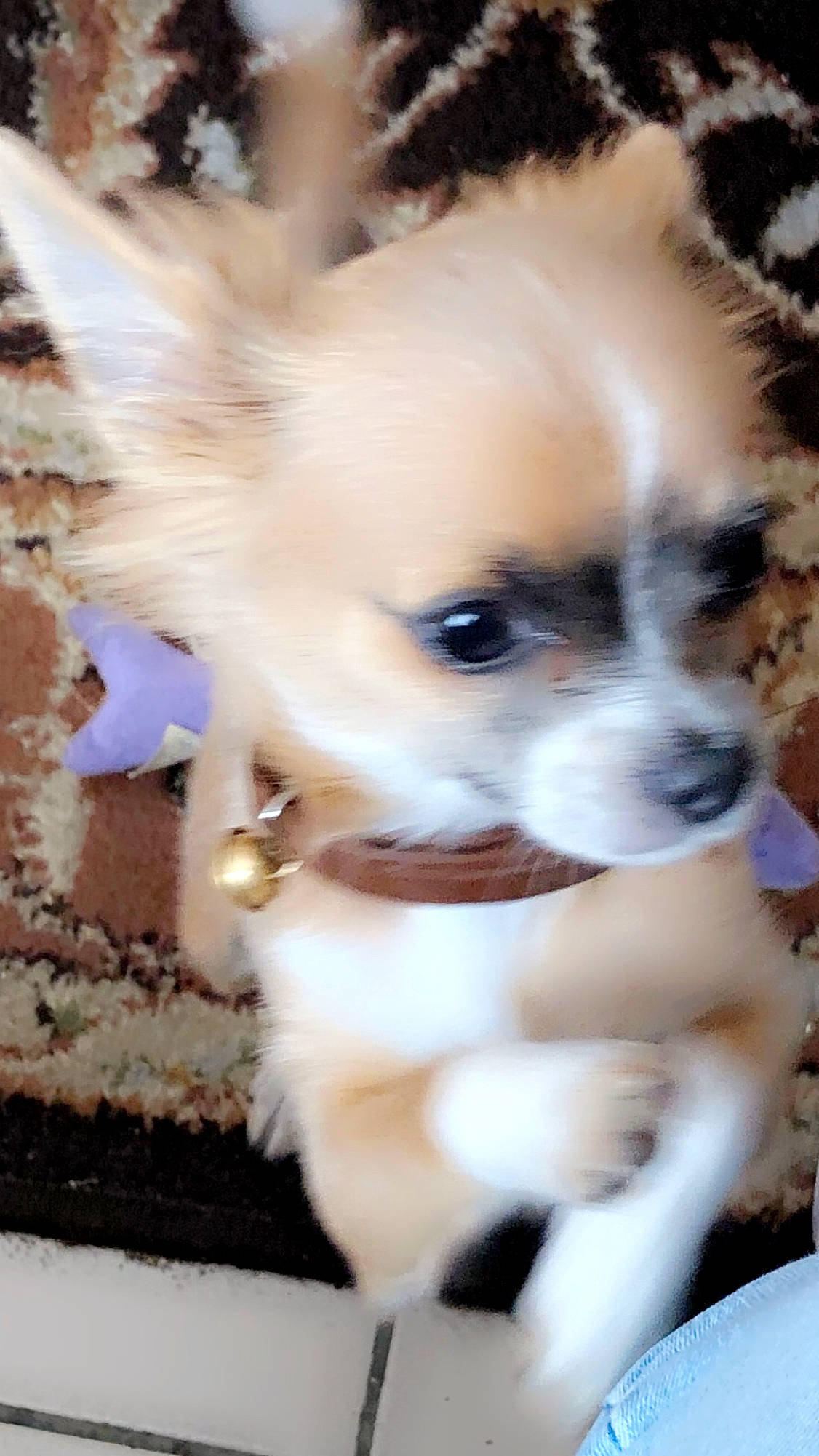 Rosa a rejoint le concours — aidez-le/la à gagner de superbes lots ! canidae, carnivore, chihuahua, companion_dog, dog, dog_breed, fawn, mammal, papillon, pomeranian, puppy, puppy_love, rare_breed_dog, snout, sporting_group, toy_dog