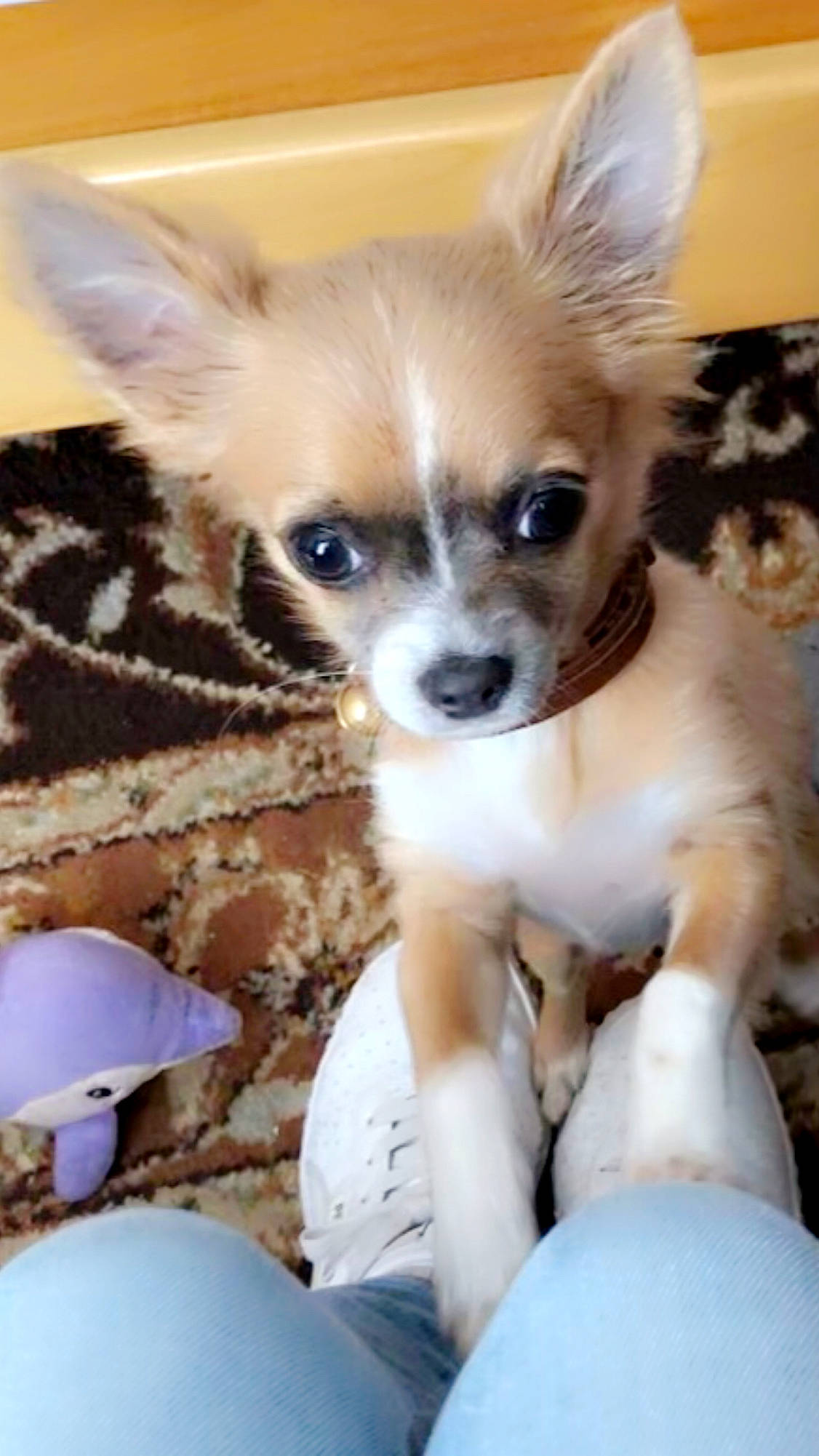 Rosa a rejoint le concours — aidez-le/la à gagner de superbes lots ! canidae, carnivore, chihuahua, companion_dog, corgi_chihuahua, dog, dog_breed, ear, fawn, mammal, puppy, snout, sporting_group, toy_dog, vertebrate, whiskers