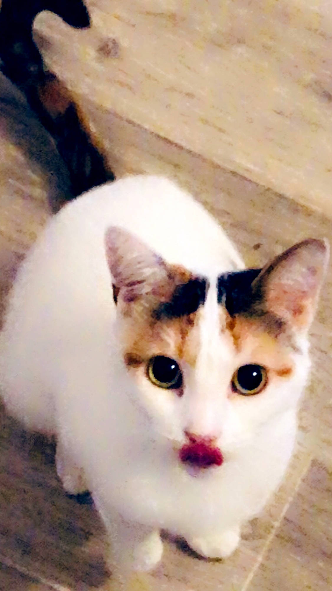 Loupy participe au concours pour gagner de l'argent avec cette photo : aegean_cat, american_wirehair, carnivore, cat, colorpoint_shorthair, domestic_short_haired_cat, eye, felidae, german_rex, japanese_bobtail, javanese, khao_manee, kitten, mammal, polydactyl_cat, small_to_medium_sized_cats, turkish_angora, turkish_van, vertebrate, whiskers