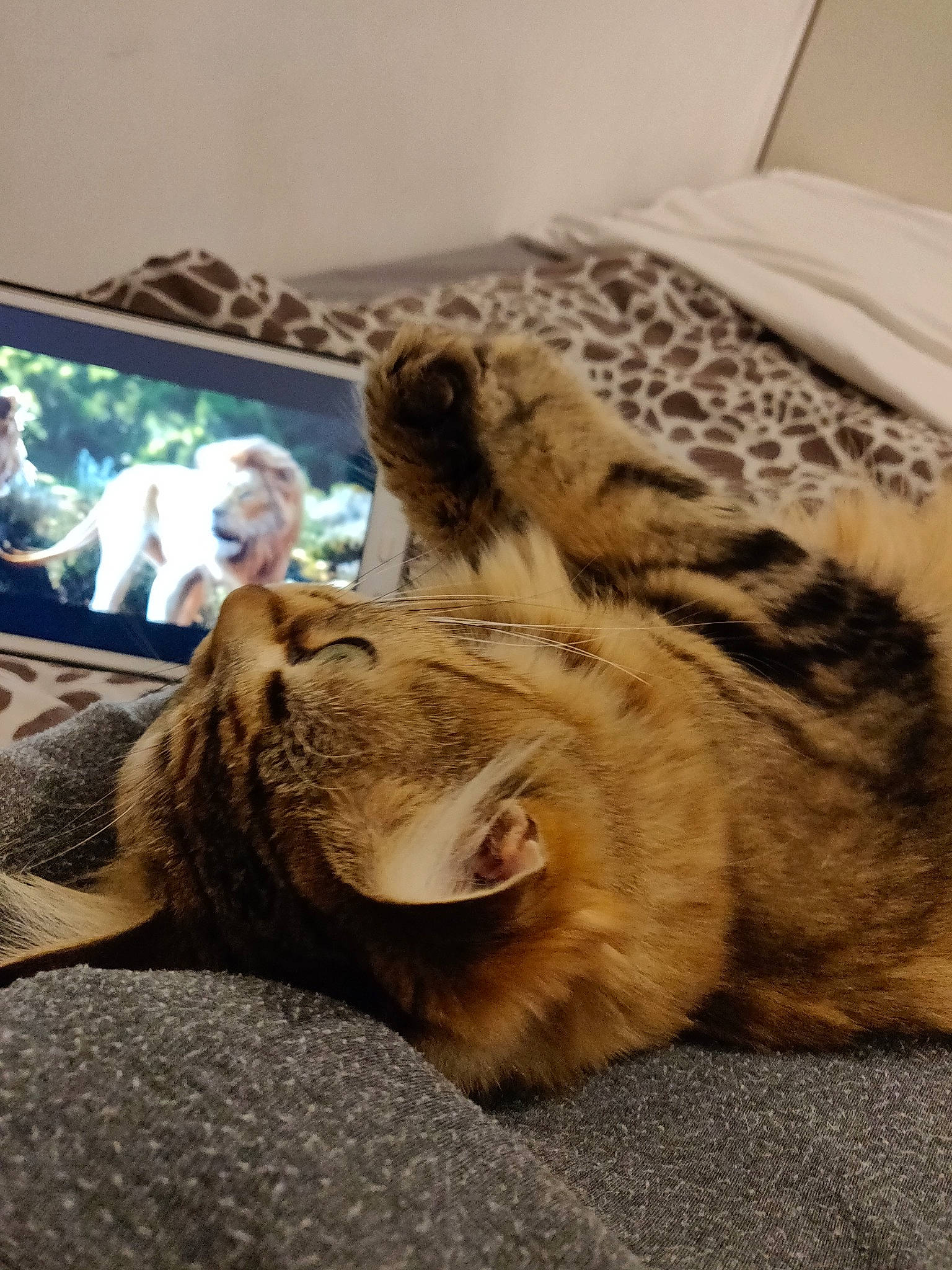 Sana participe au concours pour gagner de l'argent avec cette photo : american_shorthair, bengal, carnivore, cat, dragon_li, egyptian_mau, european_shorthair, fawn, felidae, fur, kitten, nap, paw, pixie_bob, sleep, small_to_medium_sized_cats, tabby_cat, whiskers