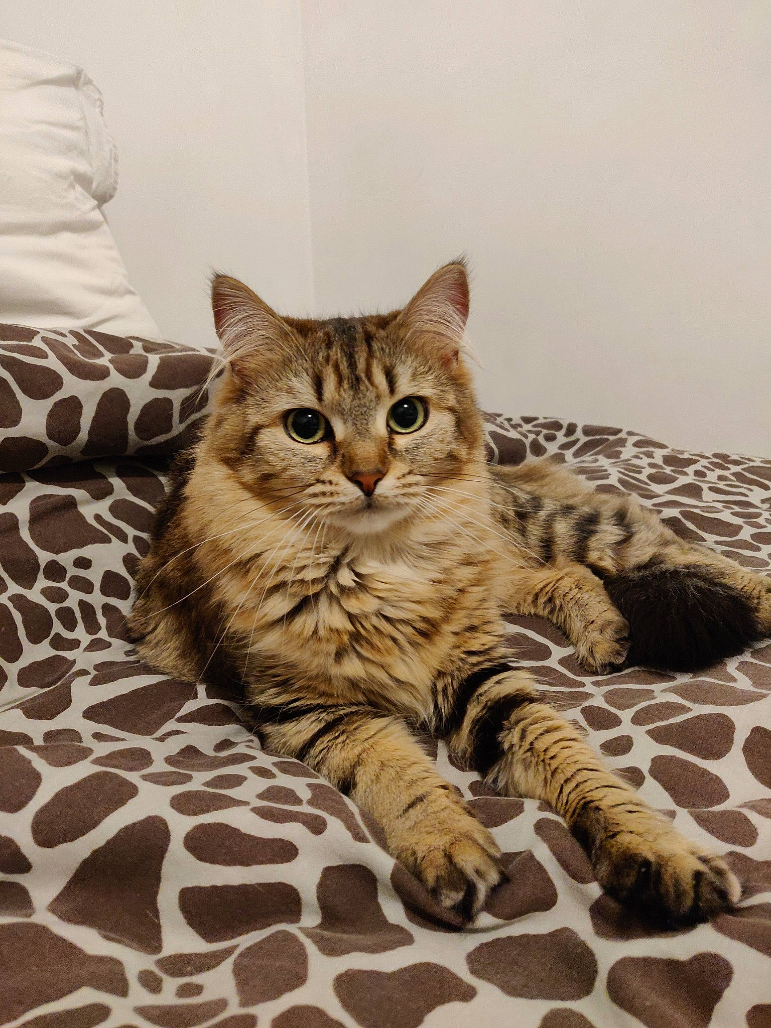 Sana participe au concours pour gagner de l'argent avec cette photo : american_bobtail, american_shorthair, asian, australian_mist, bengal, california_spangled, carnivore, cat, domestic_short_haired_cat, dragon_li, european_shorthair, felidae, kitten, mammal, pixie_bob, small_to_medium_sized_cats, tabby_cat, vertebrate, whiskers, wild_cat