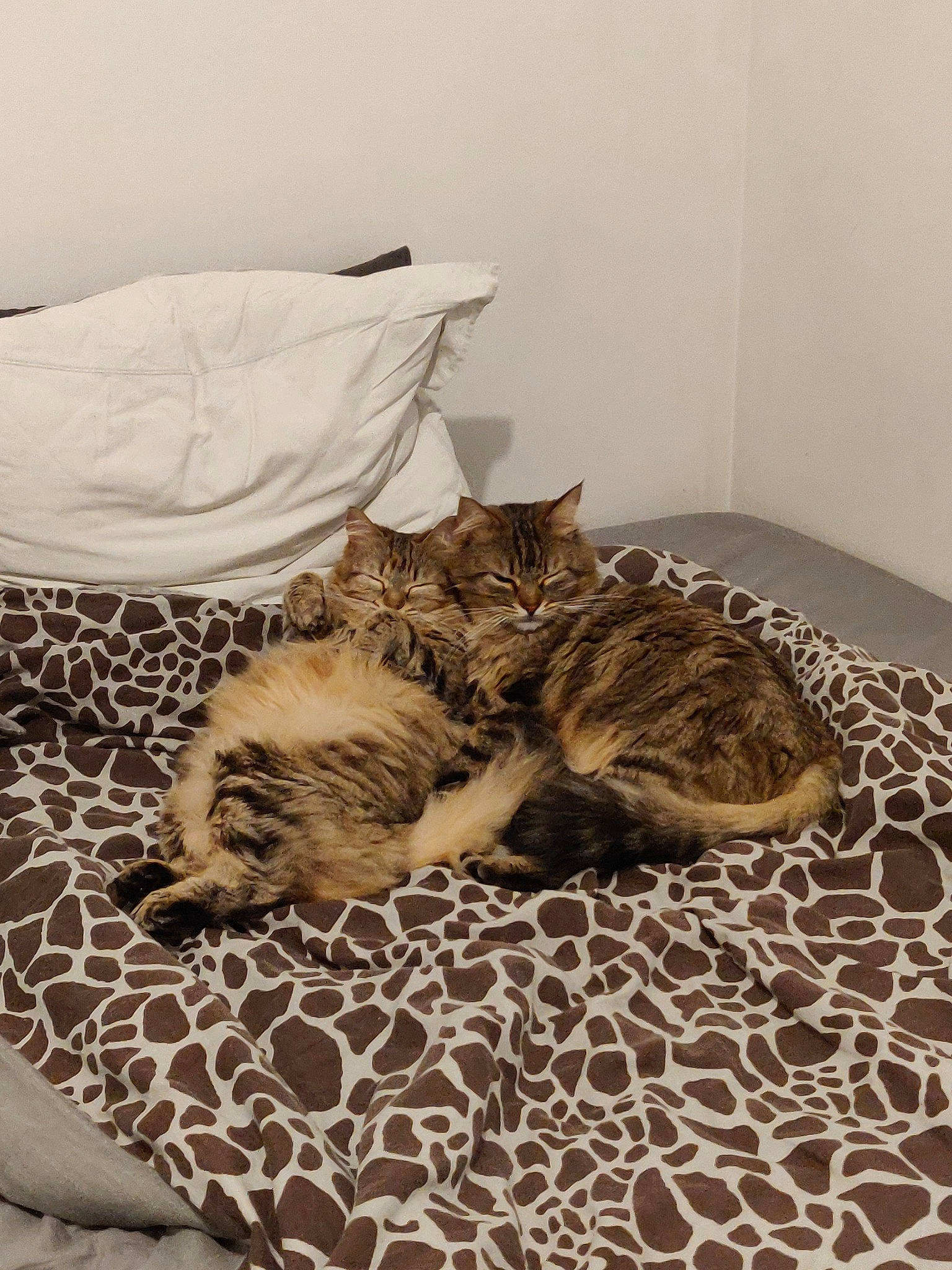 Sana a rejoint le concours — aidez-le/la à gagner de superbes lots ! american_shorthair, bed, bed_sheet, bengal, carnivore, cat, comfort, european_shorthair, felidae, fur, furniture, kitten, nap, paw, room, sleep, small_to_medium_sized_cats, tabby_cat, textile, whiskers