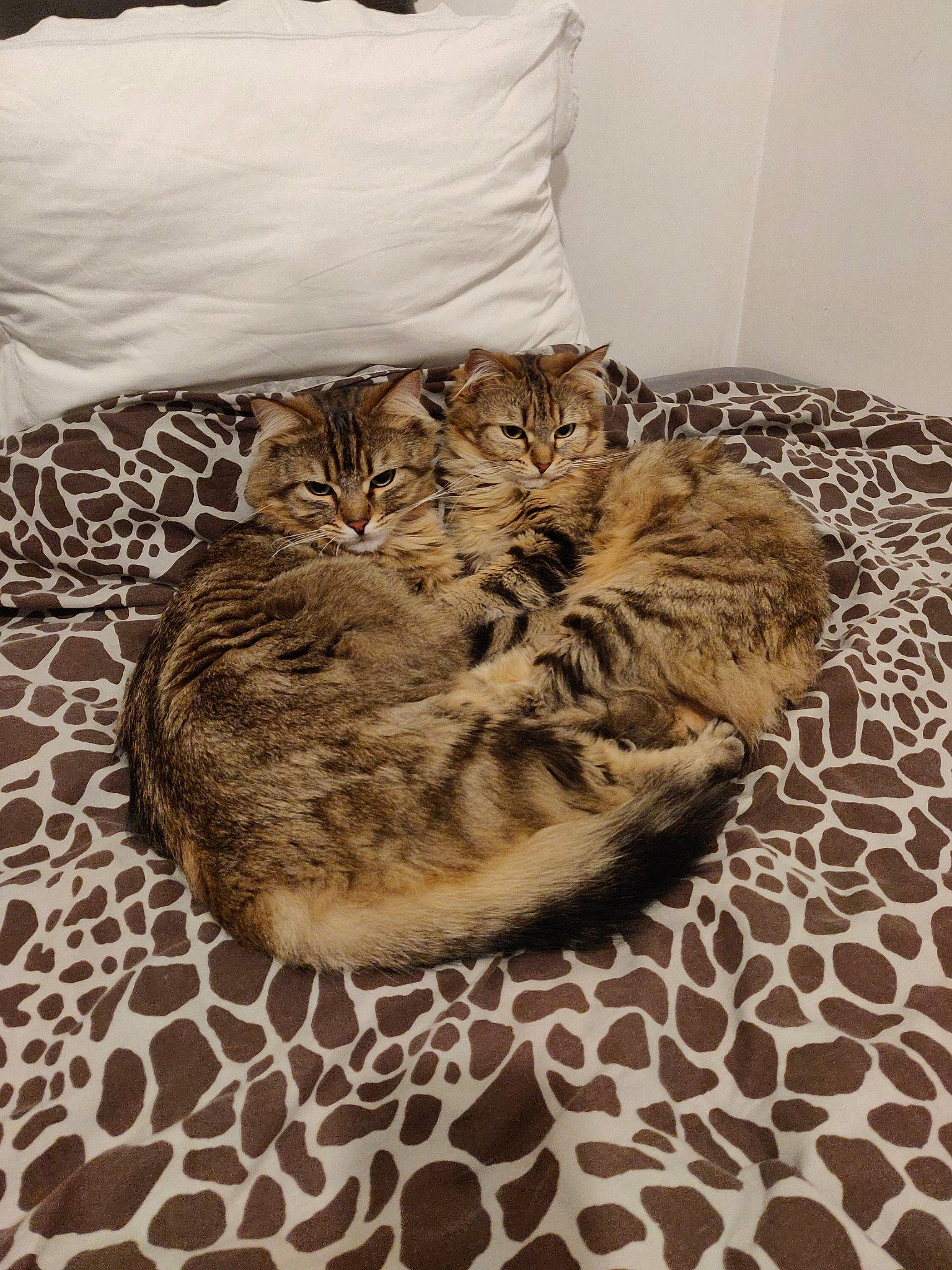 Sana a rejoint le concours — aidez-le/la à gagner de superbes lots ! american_shorthair, asian, bengal, carnivore, cat, cat_bed, domestic_short_haired_cat, dragon_li, european_shorthair, felidae, fur, kitten, paw, small_to_medium_sized_cats, tabby_cat, whiskers, wild_cat