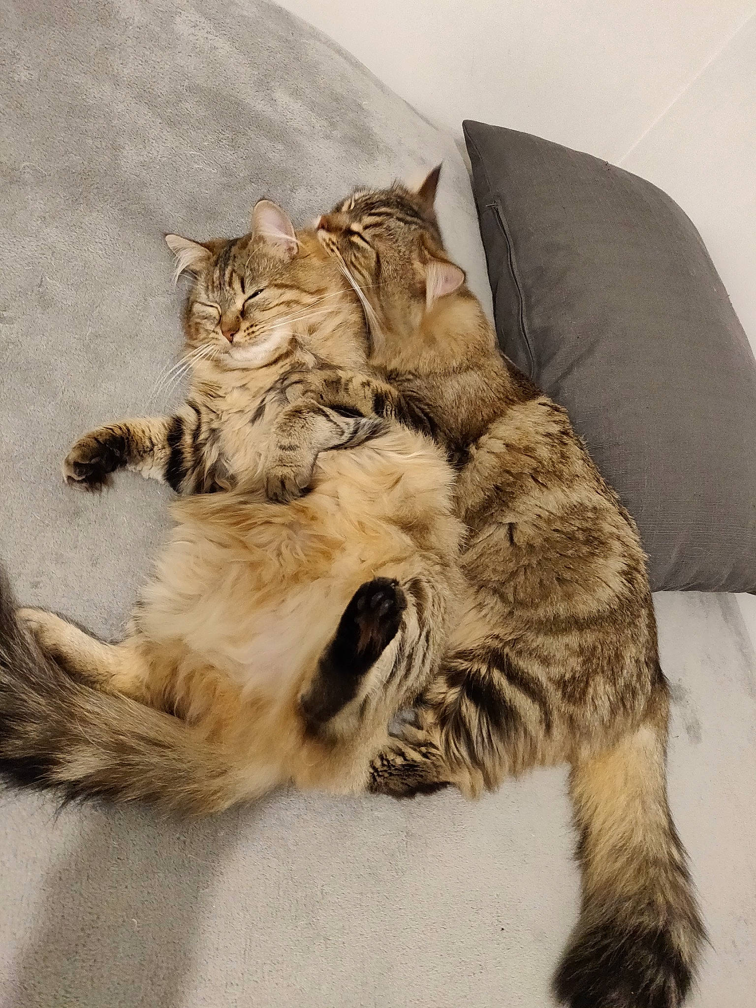 Sifu participe au concours pour gagner de l'argent avec cette photo : asian, carnivore, cat, claw, domestic_long_haired_cat, dragon_li, european_shorthair, felidae, fur, kitten, maine_coon, mammal, norwegian_forest_cat, paw, pixie_bob, small_to_medium_sized_cats, tabby_cat, tail, whiskers, wild_cat