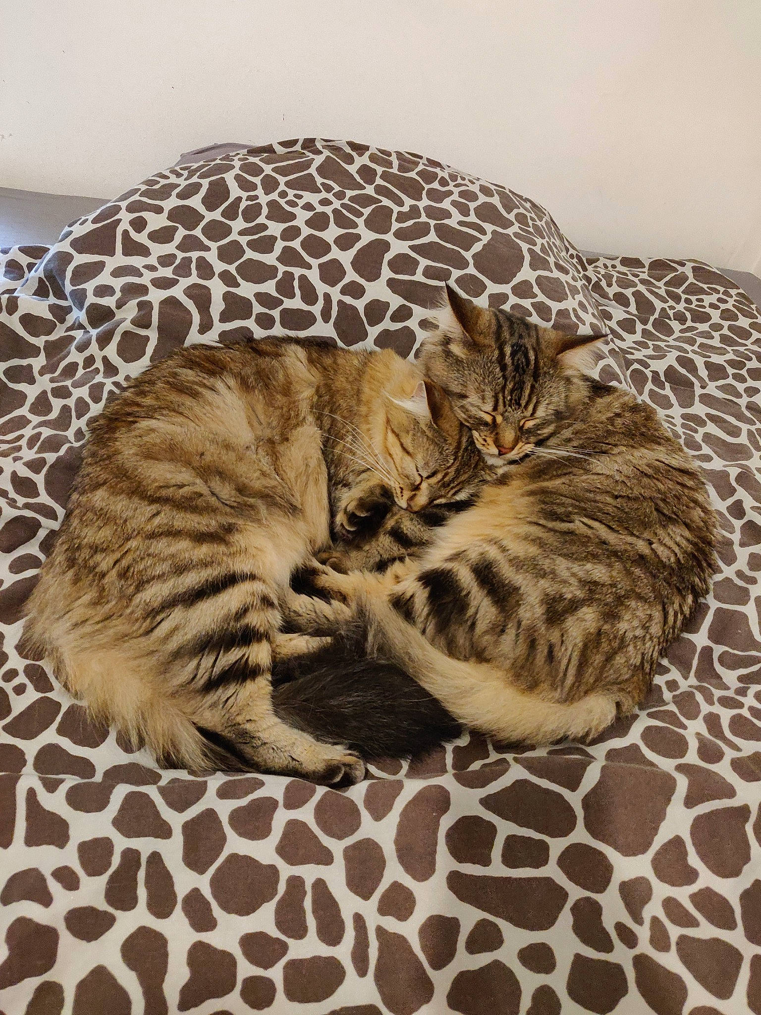 Sifu a rejoint le concours — aidez-le/la à gagner de superbes lots ! american_shorthair, asian, bed_sheet, bengal, carnivore, cat, cat_bed, domestic_short_haired_cat, dragon_li, egyptian_mau, european_shorthair, felidae, fur, kitten, mammal, ocicat, small_to_medium_sized_cats, tabby_cat, whiskers, wild_cat