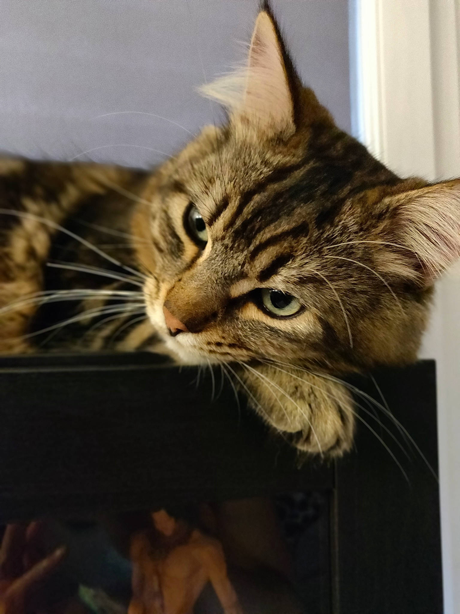 Sifu a rejoint le concours — aidez-le/la à gagner de superbes lots ! american_shorthair, asian, california_spangled, carnivore, cat, domestic_short_haired_cat, dragon_li, european_shorthair, felidae, kitten, maine_coon, mammal, norwegian_forest_cat, pixie_bob, siberian, small_to_medium_sized_cats, tabby_cat, toyger, whiskers, wild_cat