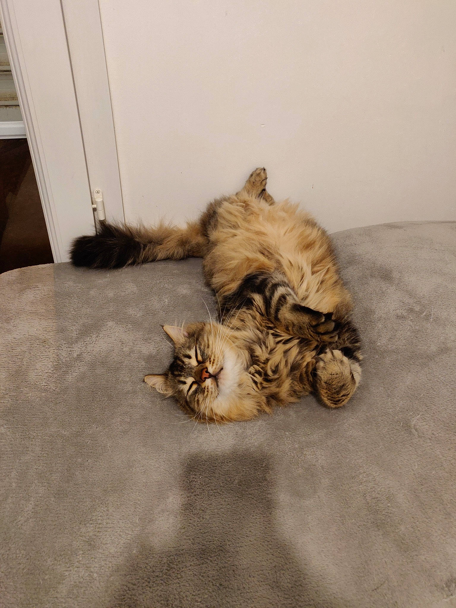 Sifu participe au concours pour gagner de l'argent avec cette photo : carnivore, cat, domestic_long_haired_cat, european_shorthair, felidae, floor, flooring, fur, glen_of_imaal_terrier, kitten, maine_coon, norwegian_forest_cat, paw, small_to_medium_sized_cats, tabby_cat, tail, whiskers