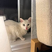 Remy is registered to the contest to win money with this photo: cat, chair, cozy, curious, curtains, domestic_animal, feline, fur, green_eyes, household, indoor, looking, night, pet, pink_nose, tongue_out, white_cat, window, window_screen, windowsill