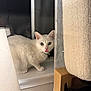 cat, chair, cozy, curious, curtains, domestic_animal, feline, fur, green_eyes, household, indoor, looking, night, pet, pink_nose, tongue_out, white_cat, window, window_screen, windowsill