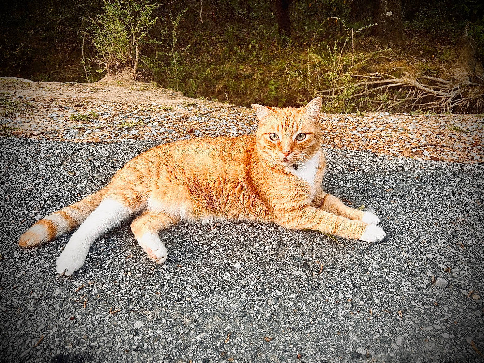 Nemo is registered to the contest to win money with this photo: asphalt, carnivore, cat, domestic_short_haired_cat, eye, fawn, felidae, grass, nature, organism, paw, plant, road_surface, small_to_medium_sized_cats, snout, tail, terrestrial_animal, tints_and_shades, whiskers, wood