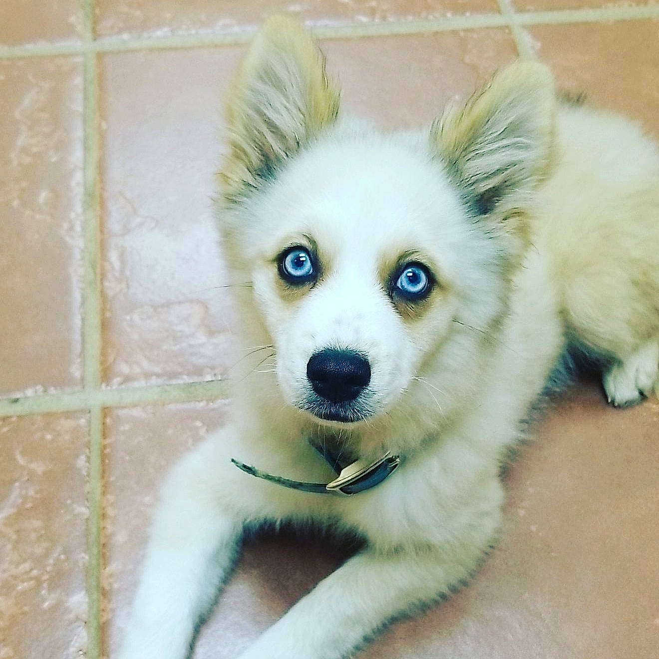 Lennon is registered to the contest to win money with this photo: canidae, carnivore, companion_dog, dog, dog_breed, dog_supply, electric_blue, fawn, fur, german_spitz, german_spitz_mittel, snout, spitz, sporting_group, tail, terrestrial_animal, toy_dog, volpino_italiano, whiskers, working_animal