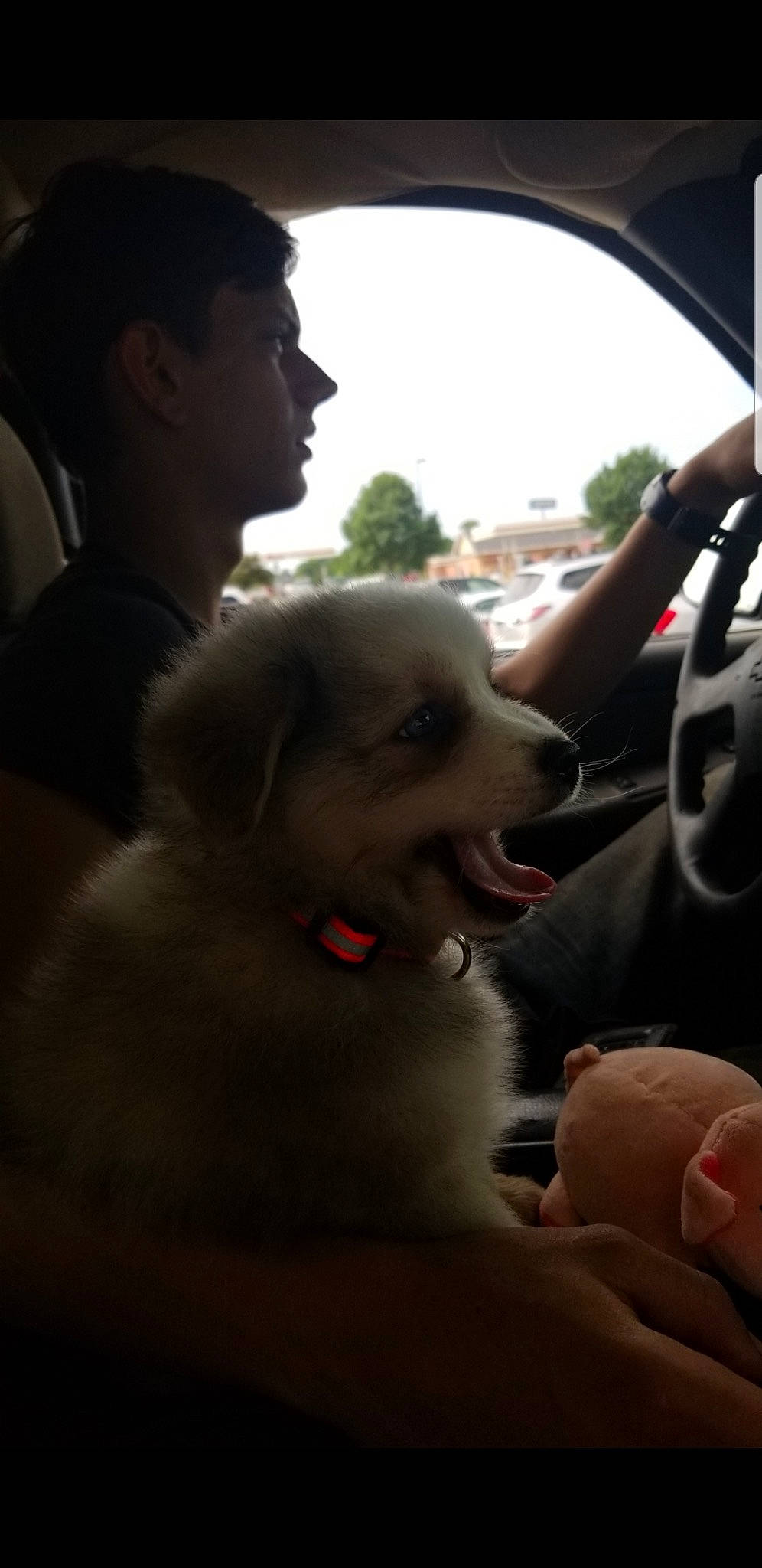 Lennon is registered to the contest to win money with this photo: automotive_exterior, automotive_mirror, car, carnivore, companion_dog, dog, dog_breed, family_car, fawn, fun, gesture, happy, mammal, motor_vehicle, rear_view_mirror, sky, snout, steering_wheel, vehicle_door, vertebrate