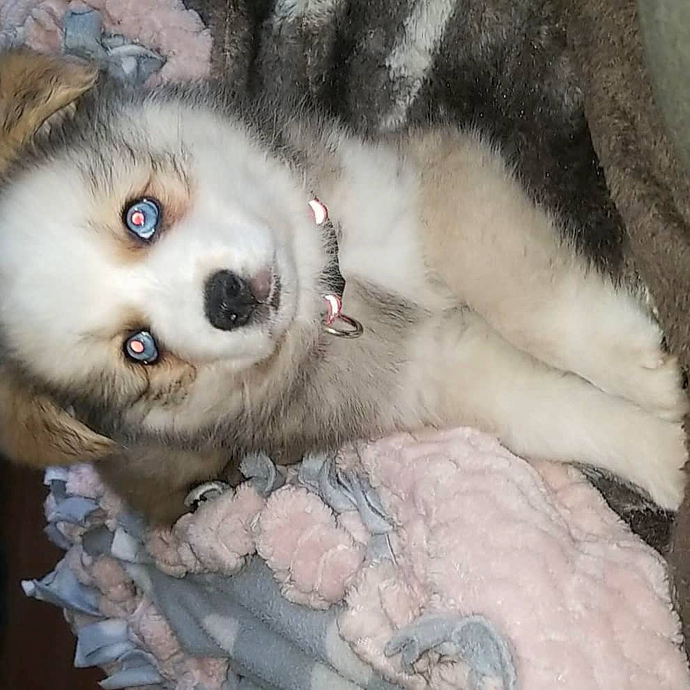 Lennon is registered to the contest to win money with this photo: carnivore, cat, collar, comfort, domestic_short_haired_cat, eye, eyelash, fawn, felidae, fur, head, paw, small_to_medium_sized_cats, tail, terrestrial_animal, whiskers