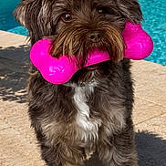 Sparow participe au concours pour gagner de l'argent avec cette photo : dog, toy, bone_toy, poolside, outdoor, pet, canine, playful, sunlight, fur, brown_dog, pet_toy, standing, happy, summer, grass, flowers, backyard, water, shadow