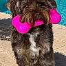 dog, toy, bone_toy, poolside, outdoor, pet, canine, playful, sunlight, fur, brown_dog, pet_toy, standing, happy, summer, grass, flowers, backyard, water, shadow