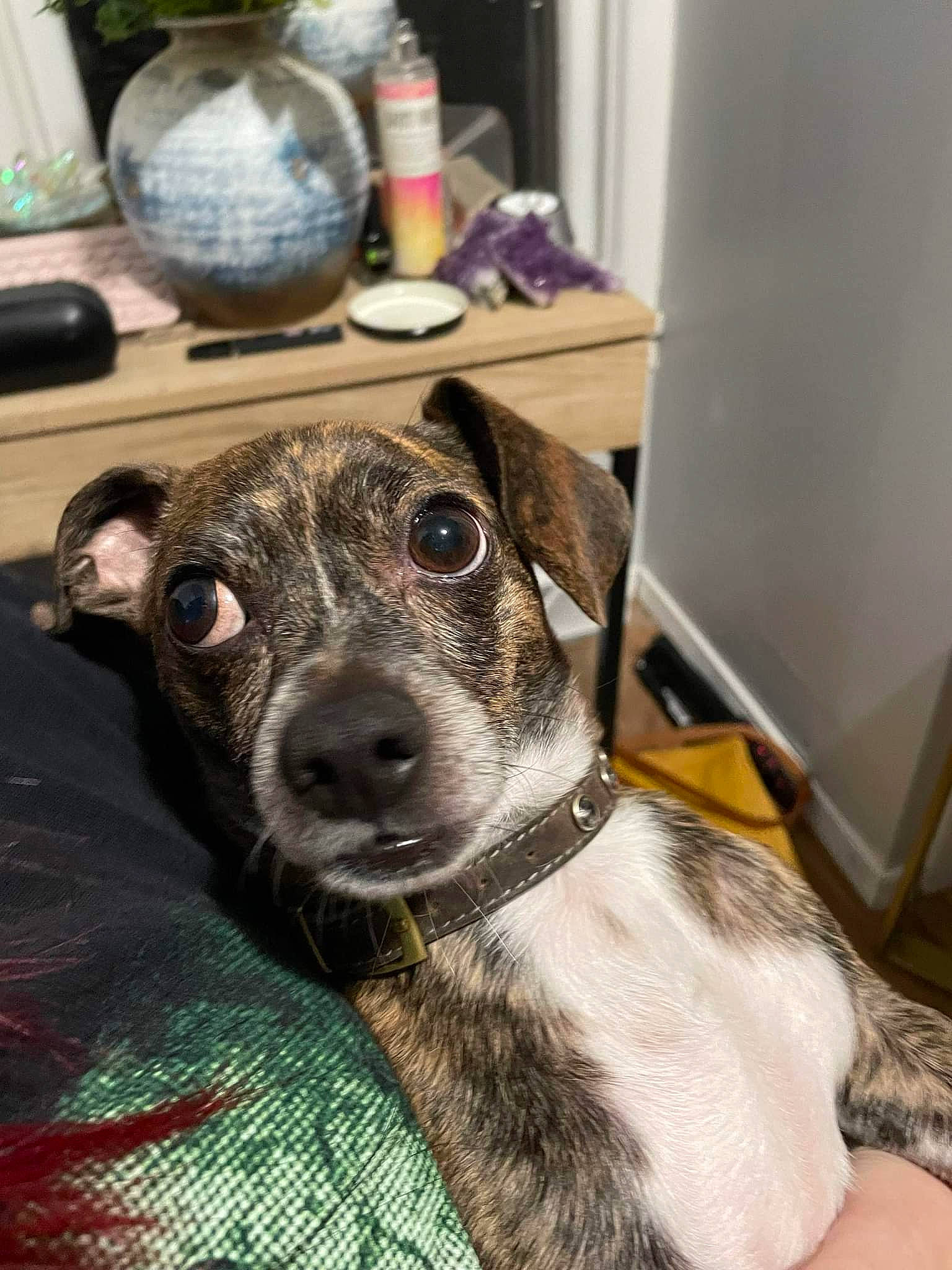 Chester is registered to the contest to win money with this photo: canidae, carnivore, collar, companion_dog, dog, dog_breed, dog_collar, fur, guard_dog, non_sporting_group, pet_supply, puppy, serveware, sporting_group, terrestrial_animal, whiskers, working_animal, working_dog