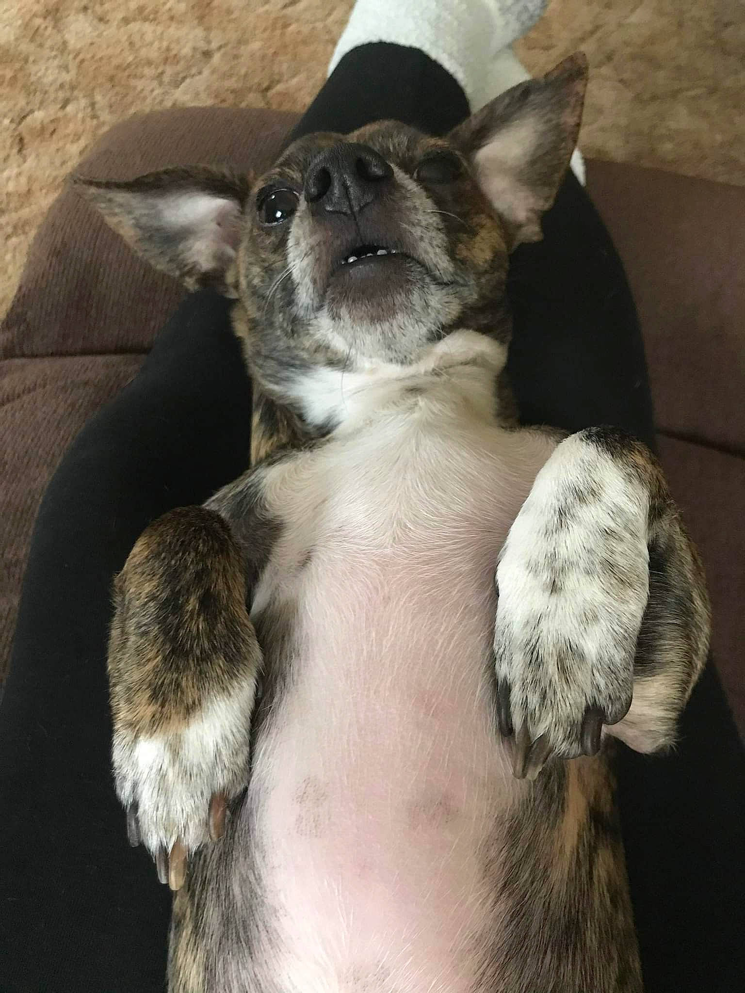 Chester is registered to the contest to win money with this photo: canidae, carnivore, collar, comfort, companion_dog, dog, dog_breed, ear, fawn, fur, non_sporting_group, snout, sporting_group, terrestrial_animal, toy_dog, whiskers, working_animal