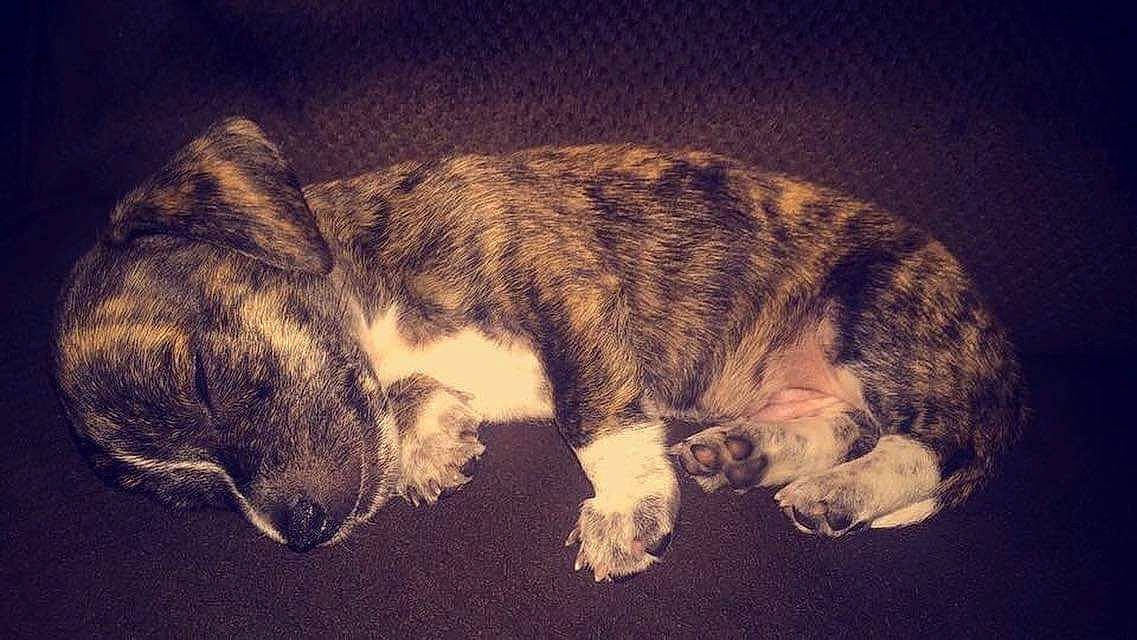 Chester is registered to the contest to win money with this photo: carnivore, cloud, dog, dog_breed, domestic_short_haired_cat, ear, eye, felidae, fur, head, jaw, meteorological_phenomenon, paw, small_to_medium_sized_cats, snout, sporting_group, tail, tints_and_shades, whiskers, wildlife