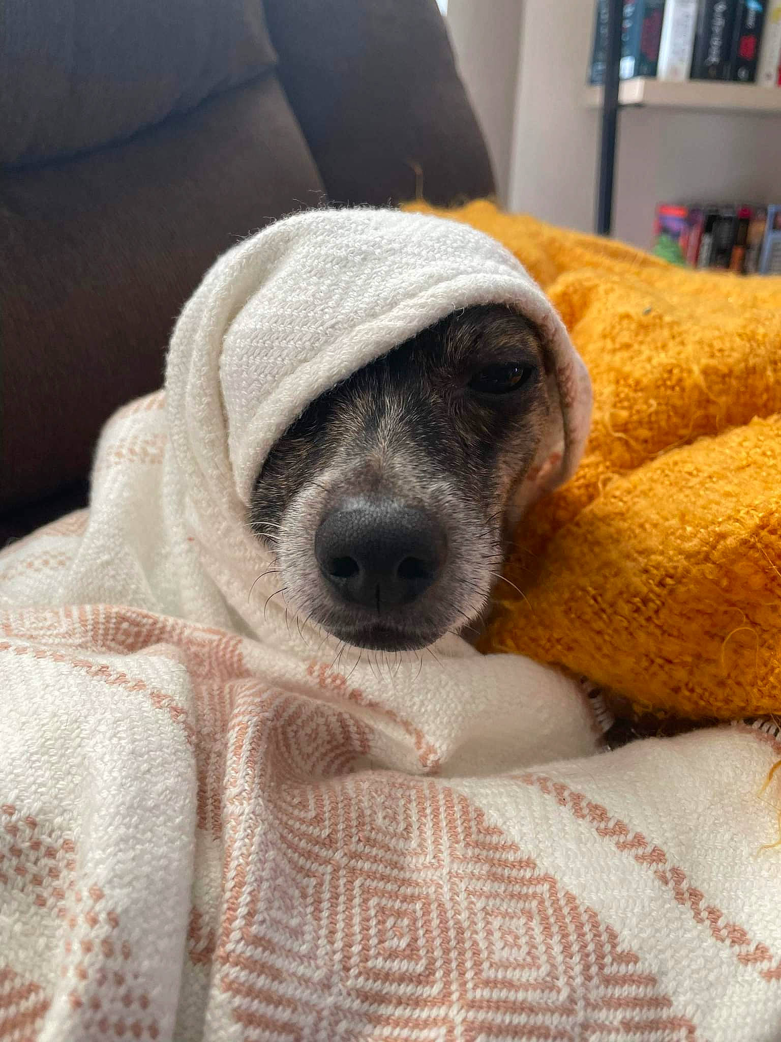 Chester is registered to the contest to win money with this photo: bookcase, carnivore, comfort, companion_dog, dog, dog_breed, fawn, flooring, fur, grey, linens, nap, shelf, snout, sporting_group, terrestrial_animal, textile, whiskers, working_animal, wrinkle