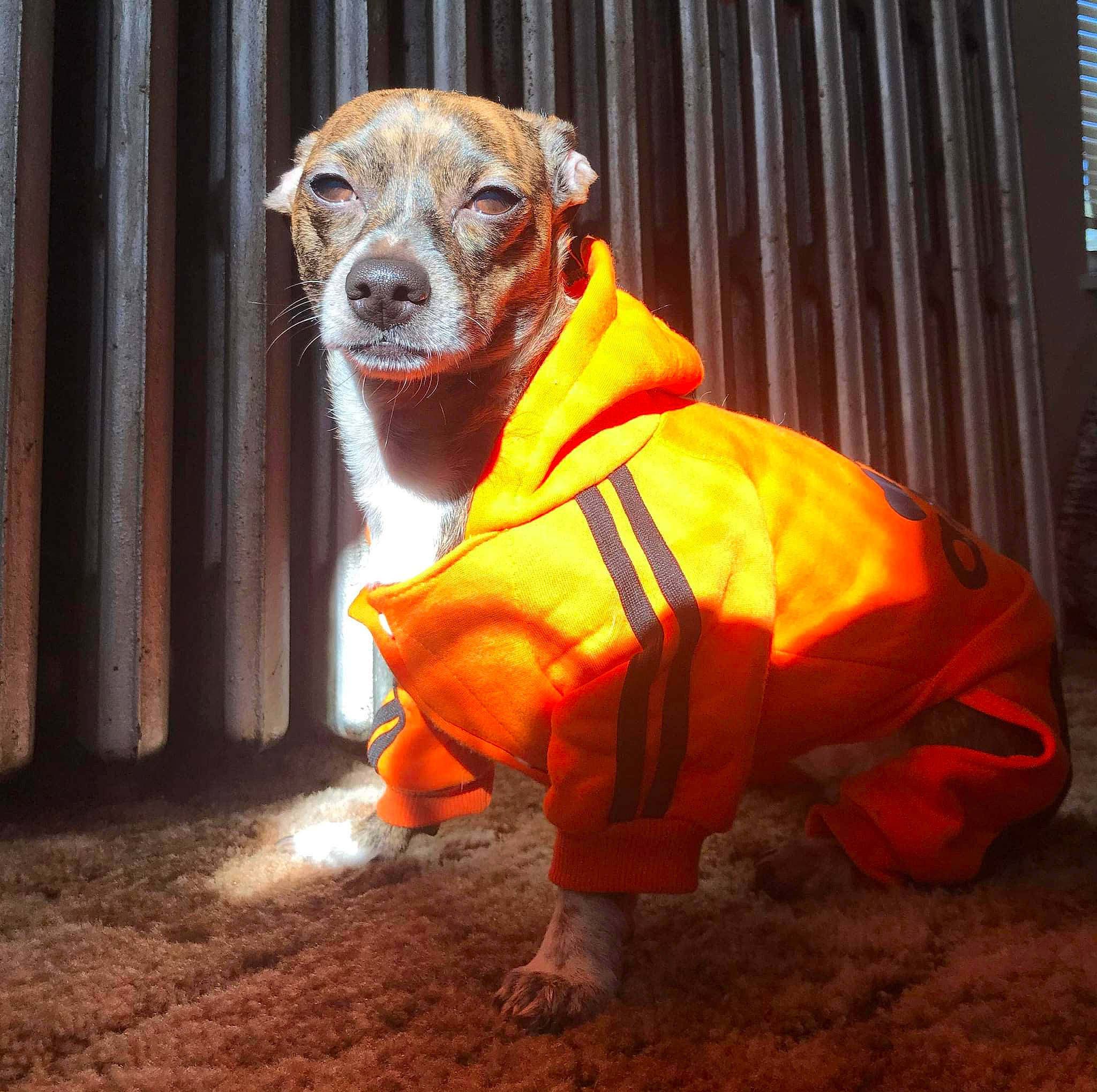 Chester joined the competition — help win amazing prizes! canidae, carnivore, companion_dog, curtain, dog, dog_breed, dog_clothes, dog_supply, fawn, high_visibility_clothing, orange, personal_protective_equipment, pet_supply, sleeve, snout, sporting_group, tail, terrestrial_animal, working_animal, working_dog