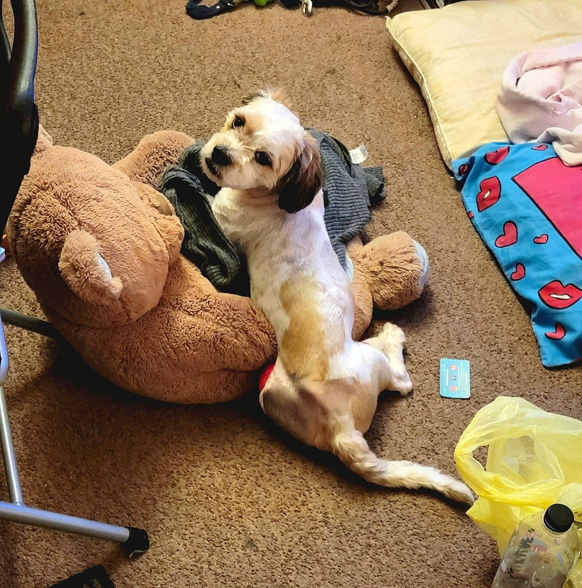 Buddha joined the competition — help win amazing prizes! canidae, carnivore, collar, comfort, companion_dog, couch, dog, dog_breed, dog_supply, fawn, flooring, linens, nap, paw, pet_supply, puppy_love, tail, toy_dog, wood, working_animal