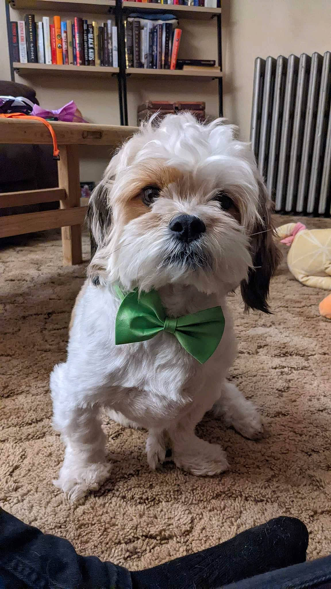 Buddha is registered to the contest to win money with this photo: bookcase, canidae, carnivore, chair, companion_dog, dog, dog_breed, dog_collar, dog_supply, fur, liver, luggage_and_bags, shelf, shih_tzu, small_terrier, snout, sporting_group, terrier, toy_dog, working_animal