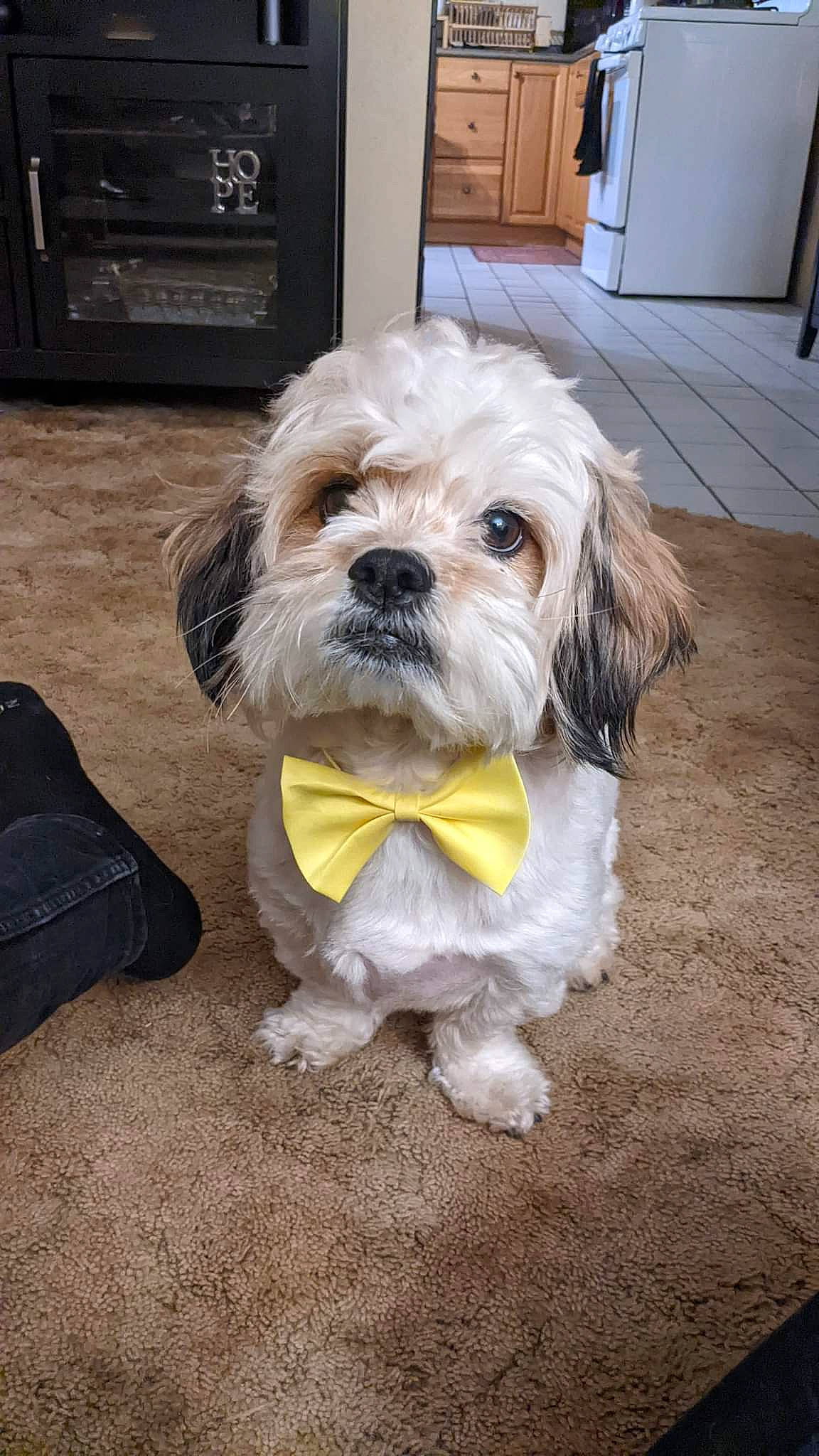 Buddha is registered to the contest to win money with this photo: bag, cabinetry, carnivore, companion_dog, dog, dog_breed, dog_clothes, dog_supply, door, fur, hardwood, liver, luggage_and_bags, small_terrier, snout, sporting_group, terrier, toy_dog, wood, working_animal