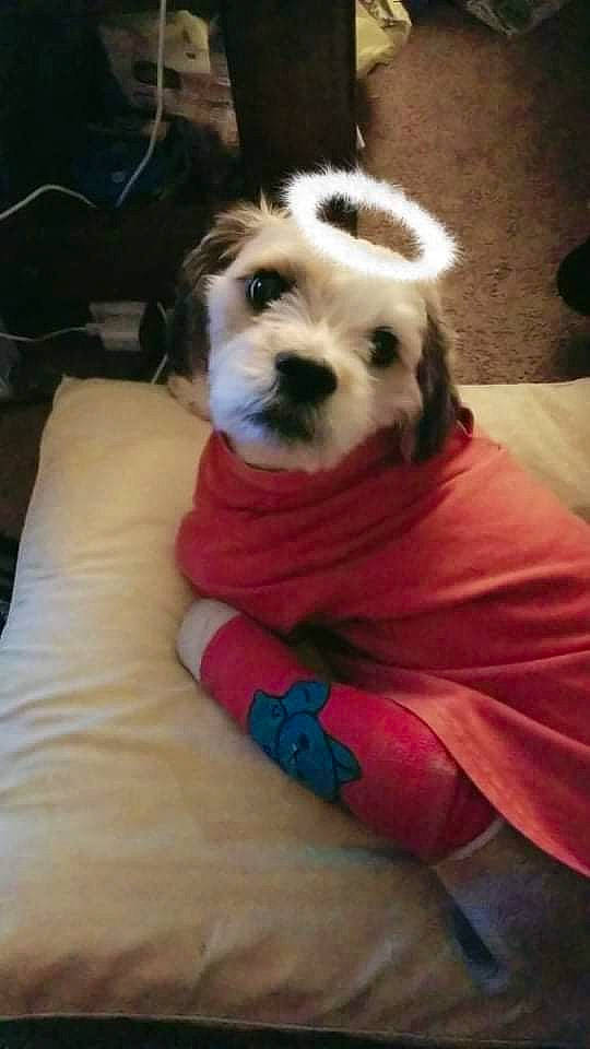 Buddha is registered to the contest to win money with this photo: carnivore, comfort, companion_dog, dog, dog_bed, dog_breed, dog_supply, fur, linens, non_sporting_group, puppy, puppy_love, sitting, small_terrier, sporting_group, terrestrial_animal, terrier, toy_dog, working_animal