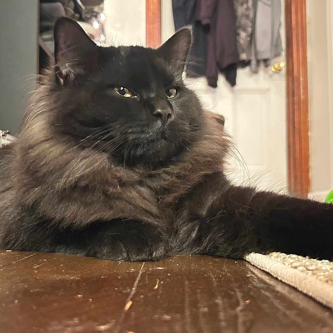 Ace is registered to the contest to win money with this photo: cat, black_cat, feline, pet, indoor, floor, wooden_floor, carpet, paw, relaxing, box, cat_scratcher, toy, door, clothing, room, home, fur, long_hair, animal