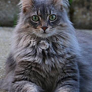 Patapouff-Spooky participe au concours pour gagner de l'argent avec cette photo : cat, gray_cat, fluffy, green_eyes, animal, pet, feline, whiskers, outdoor, nature, lying_down, relaxed, fur, close_up, portrait, ground, alert, cute, mammal, attention