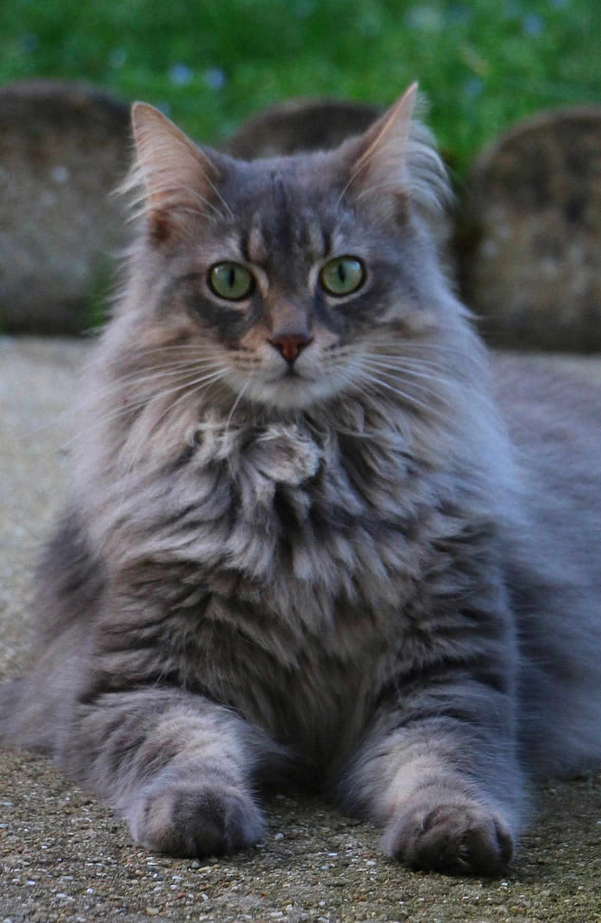 Patapouff-Spooky participe au concours pour gagner de l'argent avec cette photo : cat, gray_cat, fluffy, green_eyes, animal, pet, feline, whiskers, outdoor, nature, lying_down, relaxed, fur, close_up, portrait, ground, alert, cute, mammal, attention