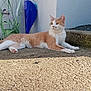 cat, orange_cat, white_cat, outdoor, sunlight, concrete, plant, garden_tool, relaxed, pet, animal, fur, whiskers, paws, side_view, nature, daylight, curious, resting, quiet