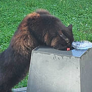 Spooky a rejoint le concours — aidez-le/la à gagner de superbes lots ! black_cat, cat, animal, pet, feline, outdoor, grass, metal, water_fountain, curious, nature, fluffy, drinking, daylight, greenery, close_up, mammal, wildlife, environment, exploration
