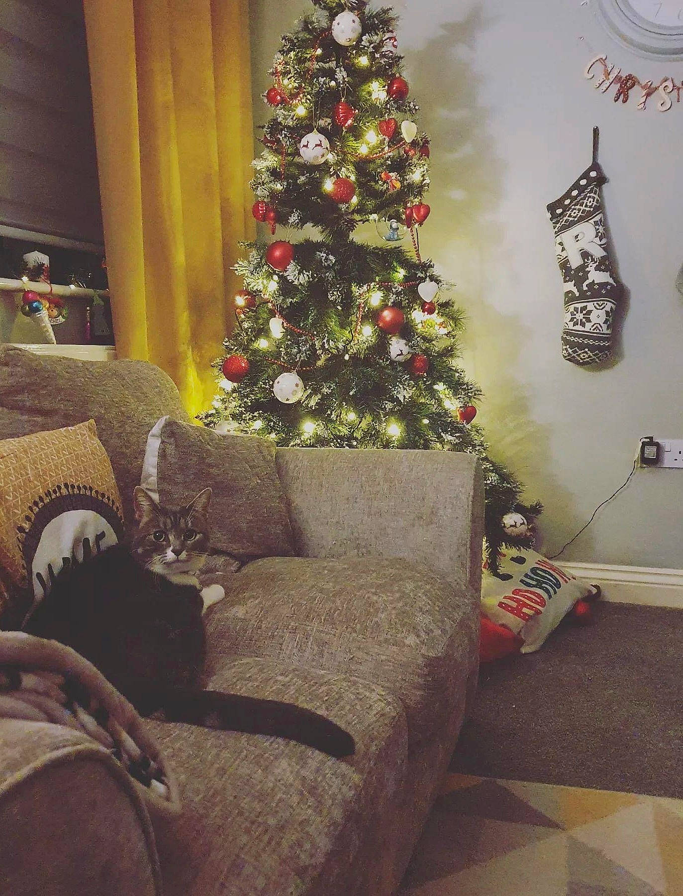 Millie joined the competition — help win amazing prizes! christmas, christmas_decoration, christmas_ornament, christmas_tree, comfort, couch, decoration, event, floor, flooring, holiday_ornament, interior_design, living_room, ornament, plant, property, tints_and_shades, tree, window, wood