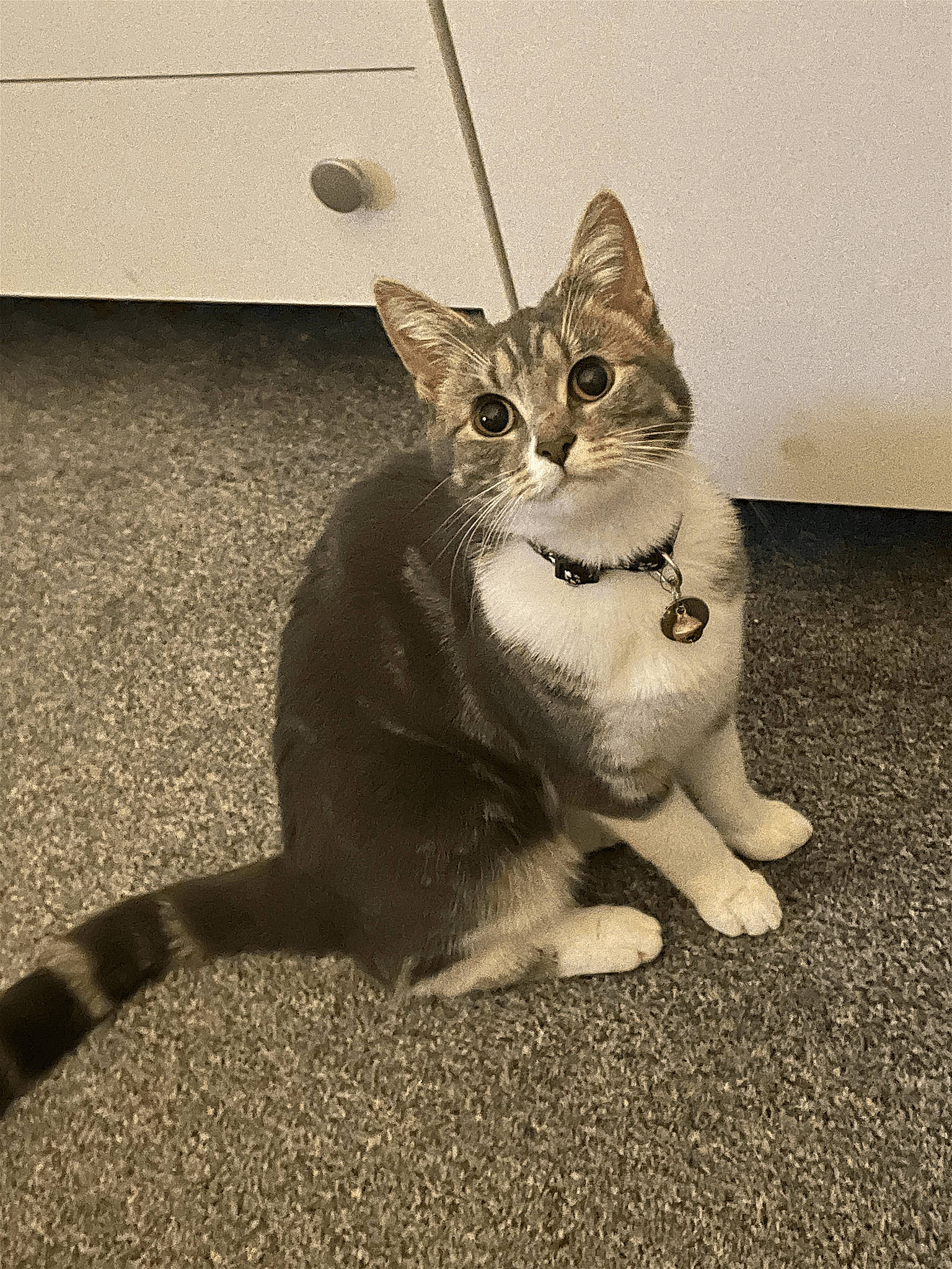 Millie is registered to the contest to win money with this photo: art, carnivore, cat, domestic_short_haired_cat, door, felidae, floor, flooring, fur, grey, monochrome_photography, paw, road_surface, sitting, small_to_medium_sized_cats, snout, tail, terrestrial_animal, whiskers, window