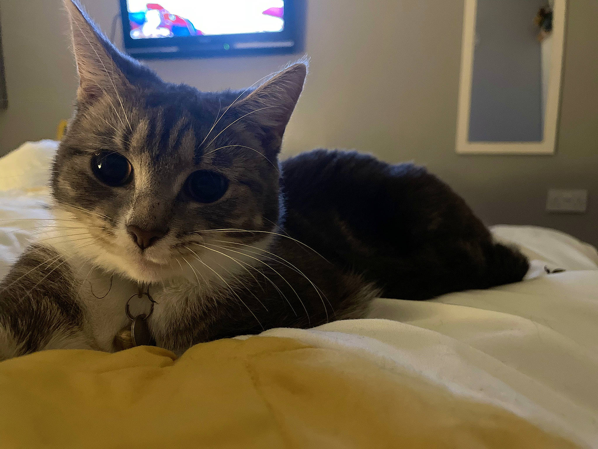 Millie joined the competition — help win amazing prizes! bed, bedding, box, carnivore, cat, cat_supply, comfort, domestic_short_haired_cat, felidae, fur, linens, paw, pet_supply, picture_frame, room, small_to_medium_sized_cats, snout, tail, whiskers, window